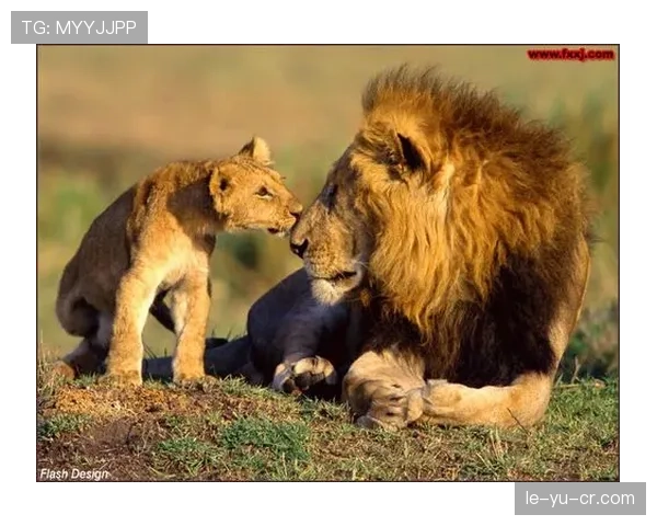 越南足球奇迹：2018年的东南亚雄狮崛起之路